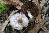 Agaricus californicus image