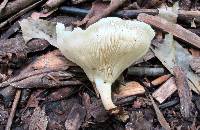 Clitocybe odora image