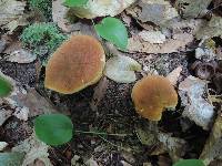 Boletus roxanae image