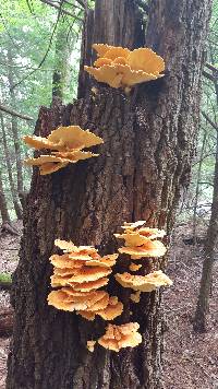 Laetiporus huroniensis image