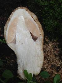 Volvariella bombycina image