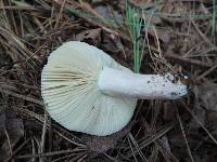 Russula queletii image