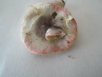 Russula queletii image