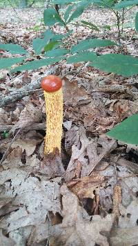 Heimioporus betula image