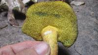 Boletus pallidoroseus image