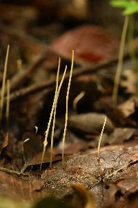 Macrotyphula juncea image