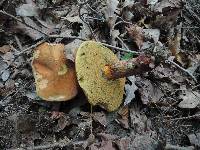 Boletus luridus image