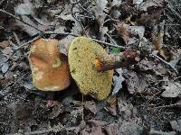 Boletus luridus var. luridus image