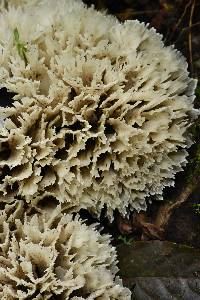 Hydnopolyporus palmatus image