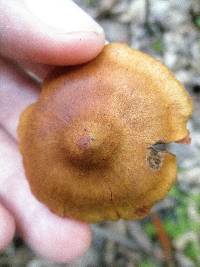 Cortinarius semisanguineus image