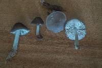 Pluteus americanus image