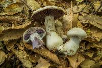 Cortinarius argenteopileatus image