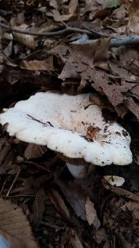 Lactarius subvellereus var. subdistans image