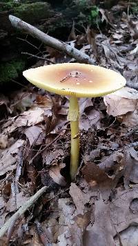 Amanita banningiana image