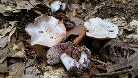 Cortinarius obliquus image