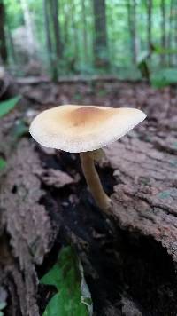 Agrocybe acericola image