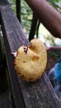 Suillus americanus image