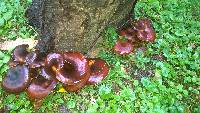 Omphalotus olearius image