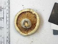 Lactarius subvellereus var. subdistans image