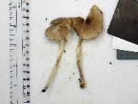 Mycena niveipes image