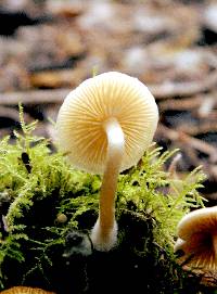 Tricholomopsis sulphureoides image