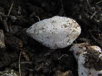 Phallus rubicundus image