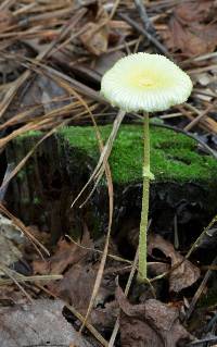 Leucocoprinus fragilissimus image