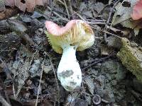 Russula pusilla image