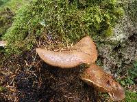 Tapinella atrotomentosa image