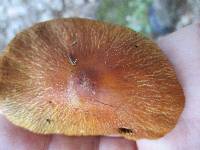 Cortinarius corrugatus image