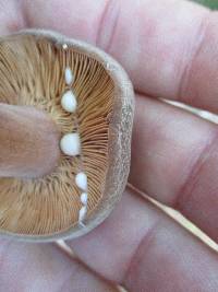 Lactarius corrugis image