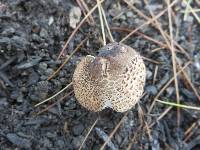 Lepiota lilacea image