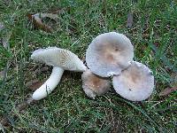 Russula parazurea image