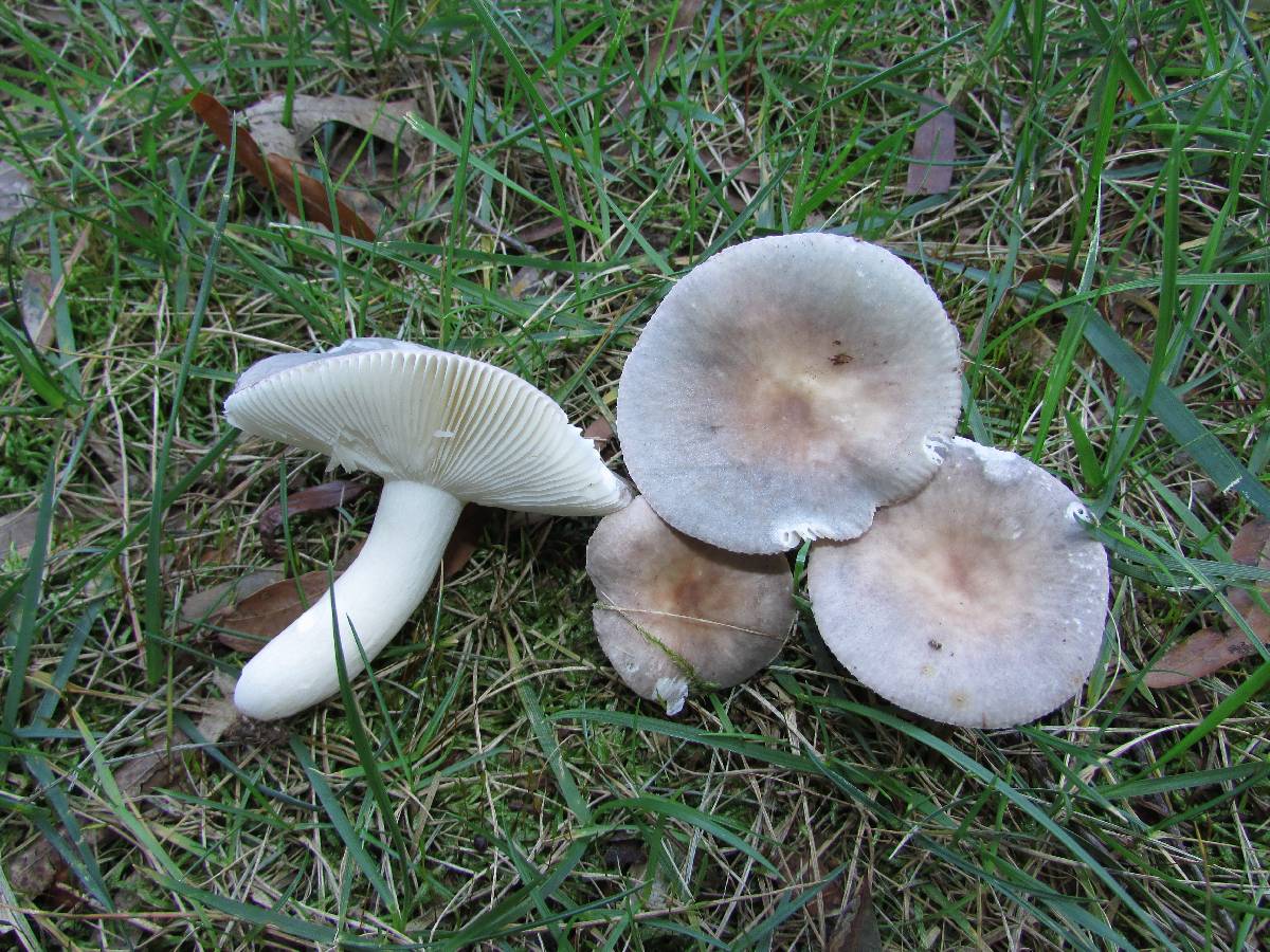 Russula parazurea image