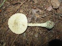 Amanita pelioma image