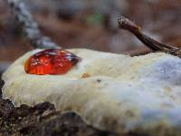 Abortiporus biennis image