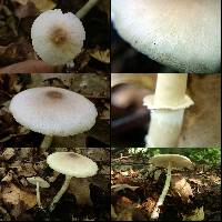 Leucoagaricus sublittoralis image