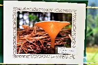 Clitocybe gibba image