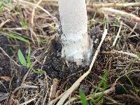 Amanita simulans image