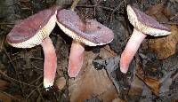 Russula mariae image