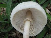 Macrolepiota excoriata image