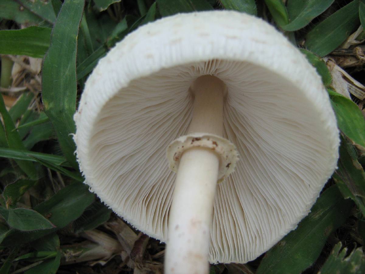 Macrolepiota excoriata image