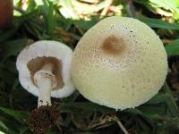 Macrolepiota excoriata image