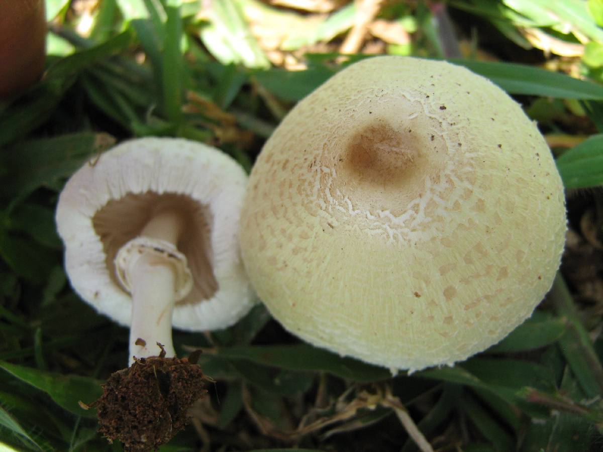 Macrolepiota excoriata image