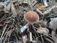 Austroboletus gracilis image