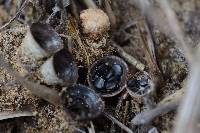 Cyathus stercoreus image