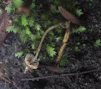 Mycena nodulosa image