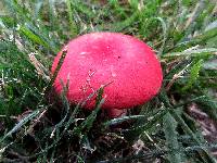 Russula cystidiosa image