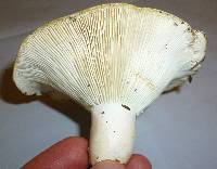 Russula brevipes var. acrior image