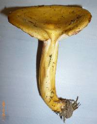 Lactarius aspideoides image